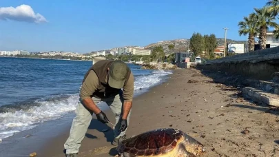 Kuşadası'nda Üzücü Olay: 3 Deniz Kaplumbağası Hayatını Kaybetti