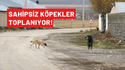 Sahipsiz Köpekler Toplanıyor! Bakanlıktan Açıklama