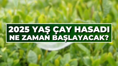 2025 Yılı Çay Hasadı Ne Zaman Gerçekleşecek? İşte Tüm Ayrıntılar...