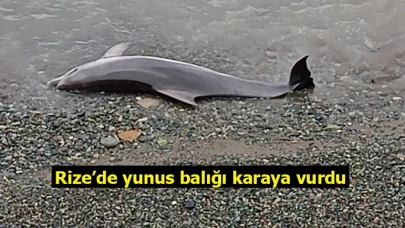 Rize’de yunus balığı karaya vurdu