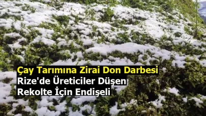 Çay Tarımına Zirai Don Darbesi: Rize'de Üreticiler Düşen Rekolte İçin Endişeli