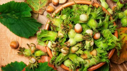 Karadeniz'in göz bebeği ne kadar oldu? 2025 Trabzon, Rize, Ordu, Giresun Fındık Fiyatları...