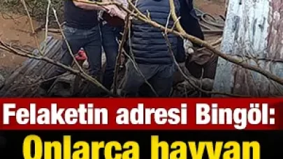 Felaketin adresi Bingöl: Onlarca hayvanı telef oldu!