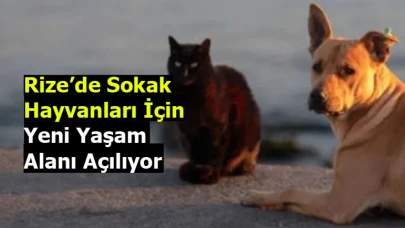 Rize’de Sokak Hayvanları İçin Yeni Yaşam Alanı Açılıyor