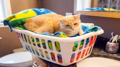 Tatile Giderken Evcil Hayvanını Arkasında Bırakacaklara 3 Faydalı Öneri