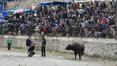 Artvin'de Yusufeli Sarıgöl 30. Geleneksel Boğa Güreşleri Festivali yapıldı