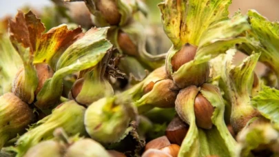 Fındık Nasıl Yetişir? Türkiye'de Nerede En İyi Şekilde Yetişir?