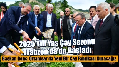 2025 Yılı Yaş Çay Sezonu Trabzon'da da Başladı