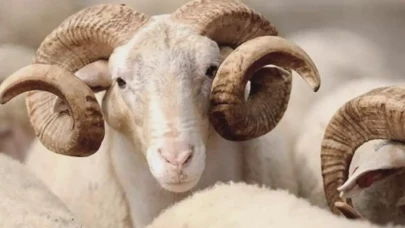 Kurban Bayramı öncesi pazarlar hareketli, Van'da uygun fiyatlar dikkat çekiyor!