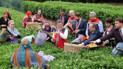 Çay Hasadı Gecikti, Bakan Yumaklı: Meteorolojik Etkisi Korktuğumuz Kadar Olmadı