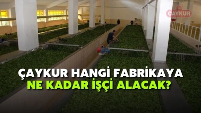 Merak Ediliyor: ÇAYKUR'da Hangi Fabrikaya Ne Kadar İşçi Alınacak?