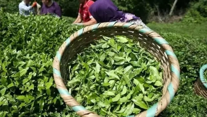 ÇAYKUR Kura Tarihi ve İsim Listesi 2025, İşçi Alımı Kura Tarihi ve Sonuç Sorgulama Ekranı