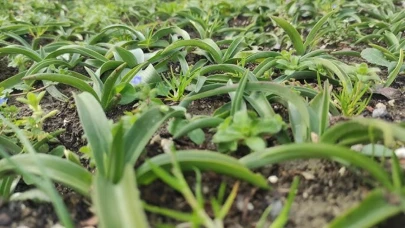 Salatalık, domates veya biber yerine bunu ekiyorlar! Hasadı herkesi zengin ediyor