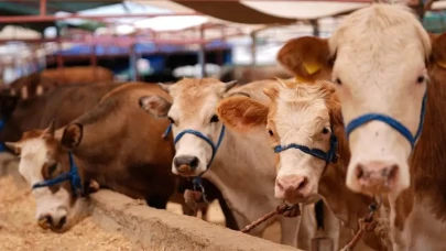 Pendik’te Kurbanlık Yerleri 2025 Nerede? Kurbanlık Satış Yeri Pendik Adresi