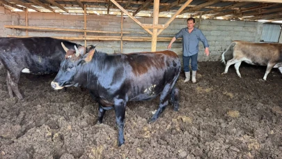 Kurbanlık fiyatları şaşırtıyor: Rize'de koyun ve Büyükbaş kaç para?