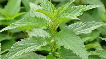 Gizli Şifa Kaynağı Isırgan Otu Vücudu Nasıl Yeniliyor? Isırgan Otu Neden Her Evde Bulunmalı?