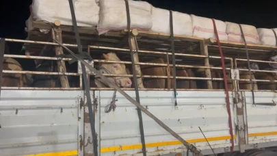 Rize'ye kurbanlık hayvan girişleri başladı