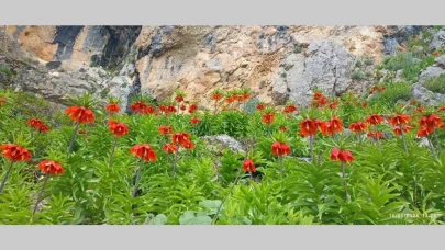 Yetkililer uyarıyor: Bu türe zarar vermenin cezası çok ağır