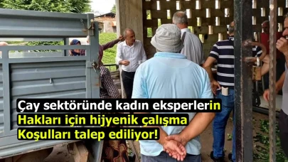 Çay sektöründe kadın eksperlerin hakları için hijyenik çalışma koşulları talep ediliyor!