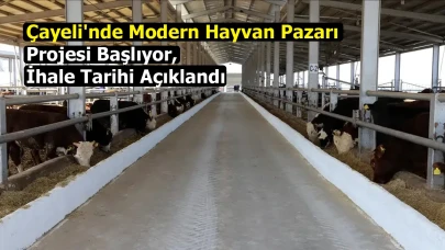 Çayeli'nde Modern Hayvan Pazarı Projesi Başlıyor, İhale Tarihi Açıklandı
