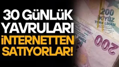 30 günlük yavruları sosyal medyadan satılıyorlar