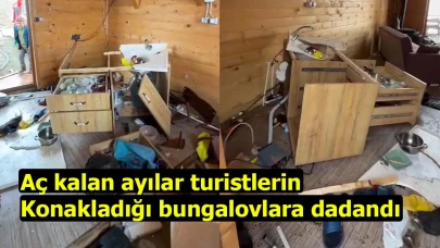 Aç kalan ayılar turistlerin konakladığı bungalovlara dadandı