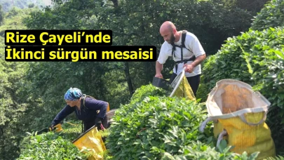 Rize Çayeli’nde ikinci sürgün mesaisi