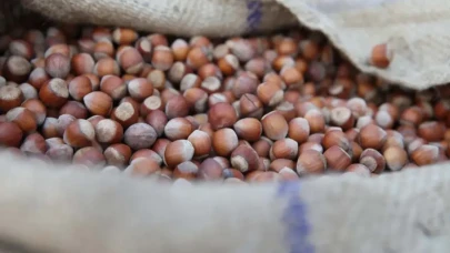 Günlük fındık fiyatları 13 Ağustos! Çarşamba fındık fiyatı ne kadar, kaç TL oldu?