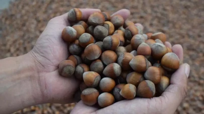 Günlük fındık fiyatları 15 Ağustos! Cuma fındık fiyatı ne kadar, kaç TL oldu?