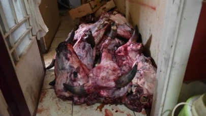 Yumurta Paketinde Hamam Böceği Tespit Edildi: Şok Edici İhbar Ekipleri Harekete Geçirdi!