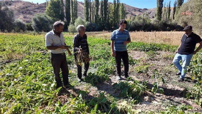 Yozgat’ta Pancar Hasadı Beklentilerin Altında Gerçekleşti