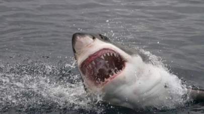 Sidney’de sörfçü köpek balığı saldırısında öldü