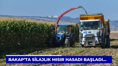 BAKAP’ta silajlık mısır hasadı başladı...