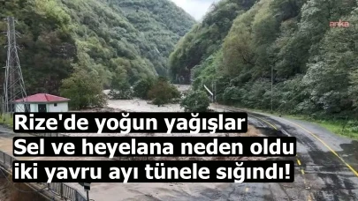 Rize'de yoğun yağışlar sel ve heyelana neden oldu, iki yavru ayı tünele sığındı!