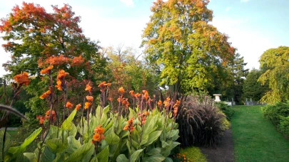 Yaz Sonu Bahçe ve Bahçe Yenilemeleri
