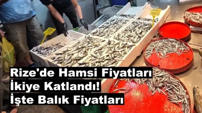 Rize'de Hamsi Fiyatları İkiye Katlandı! İşte Balık Fiyatları