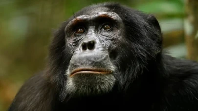 Netflix'teki En İyi 20 Doğa Belgeseli (Eylül 2025)