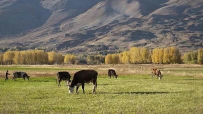 CHP’den iktidarın hayvancılık politikalarına sert tepki: Kalkınma değil çökertme planı