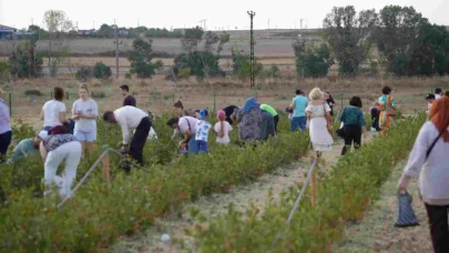 Çorlu'da Aronya Hasadı Coşkuyla Kutlandı!