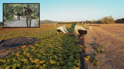 Gün doğumuyla mesai başlıyor, nöbet sistemiyle hasat sürüyor!