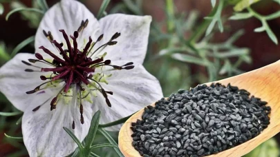 İbn-i Sina Bir tek ölüme çaresi yok diyor! Hafızanın ilacı, beynin reçetesi