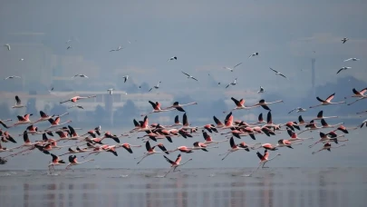 İzmir'in Kuş Cenneti: 289 Türle Pembeye Bürünmüş Gökyüzü!