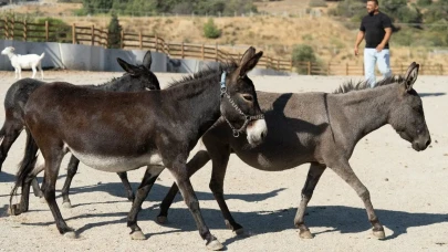 İzmir’de rehabilite edilen binek hayvanları çiftçilere umut olacak