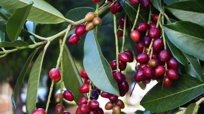 Karadeniz'in Doğal Mucizesi: Taflan Bitkisi İltihap ve Öksürüğü Gideriyor, Çekirdekleri Ayrı Kullanılmalı!