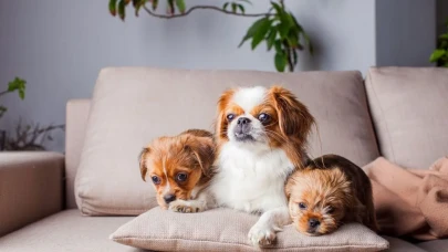 Köpek Sahipleri İçin Yeni Vergi Uygulaması Hayata Geçiyor!