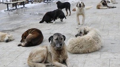 Köpeklerde Gençlik Hastalığı: Belirtiler, Nedenler ve Korunma Yöntemleri