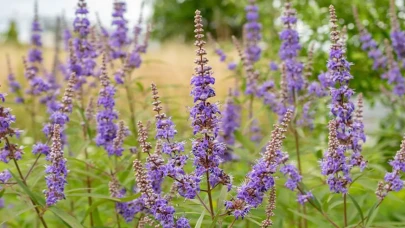 Menopoz Döneminde Rahatlama İçin Hayıt Tohumu Kullanım Kılavuzu