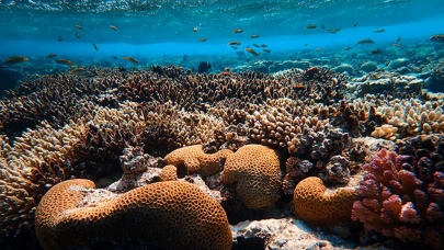 Mercanların Küresel Ekosistemdeki Hayati Rolü