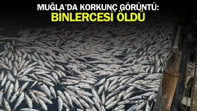 Muğla Dalyan'da korkunç görüntü: Binlerce balık öldü