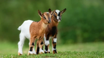 Oğlakların Doğuşu: Bu Sevimli Yavruların Özellikleri ve Yaşamları